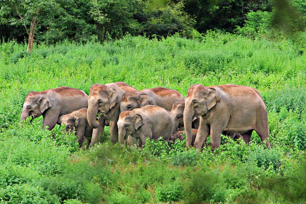 Laos Elephants